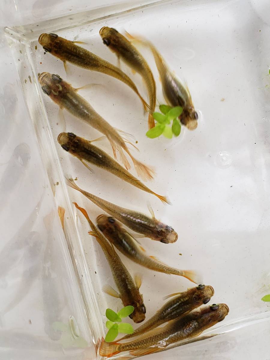 ＊現物出品＊　バタフライ　成魚から若魚　10匹　メダカ　めだか　♪伸道めだか♪_5