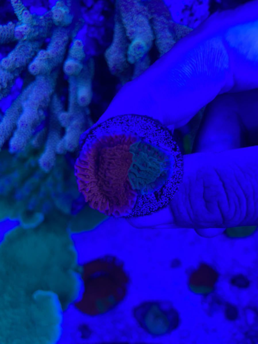 グラフテッドモンティポラ② コモンサンゴ