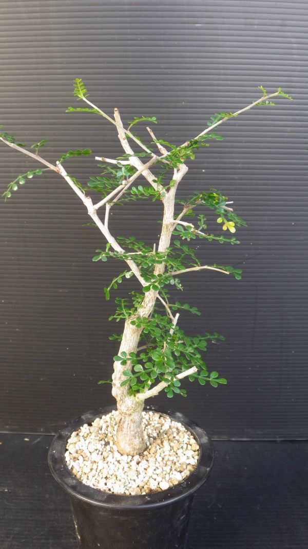 オペルクリカリア - 多肉植物通販・販売｜た 3種類 レアなオペルクリ
