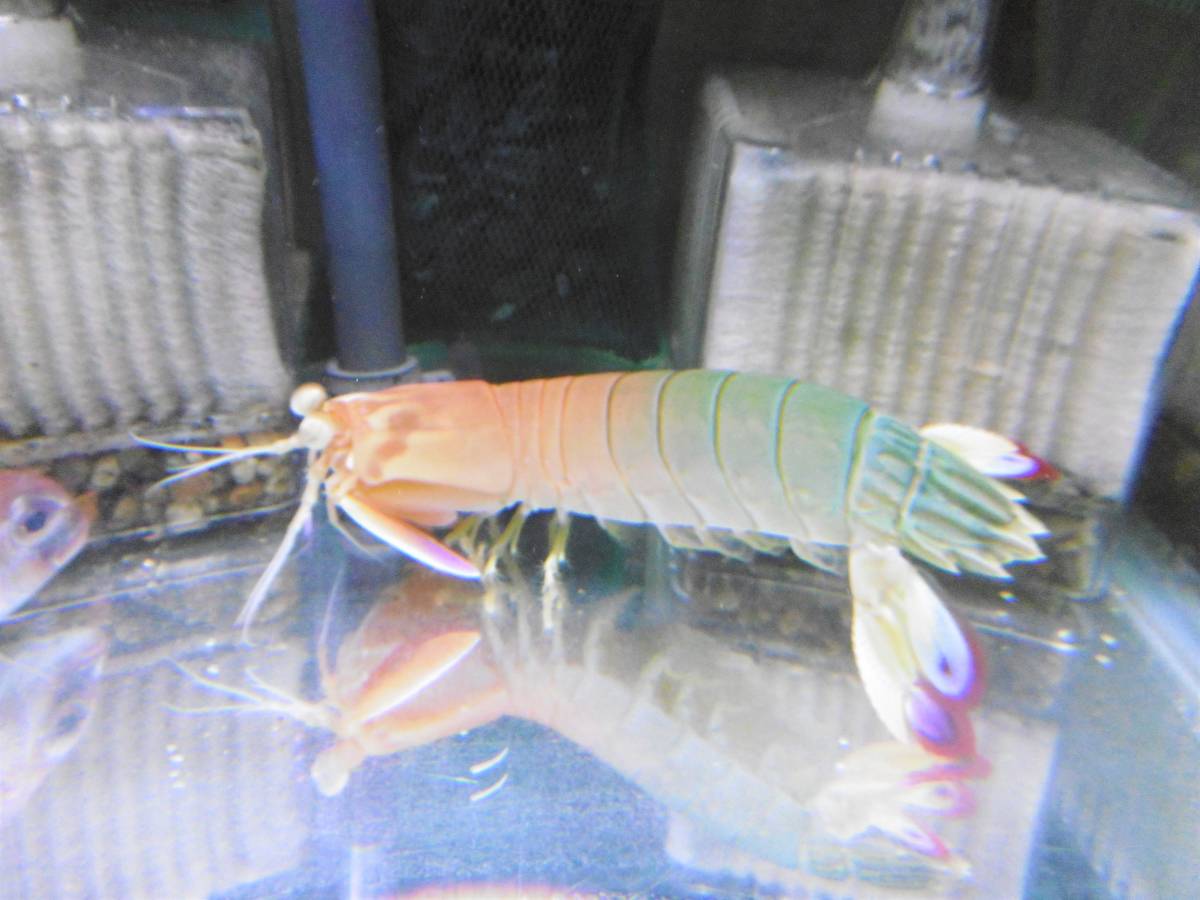 ハナシャコ1匹(発送日9/9限定) | モンハナシャコ 海水魚 ! 8-10cm± ひごペット