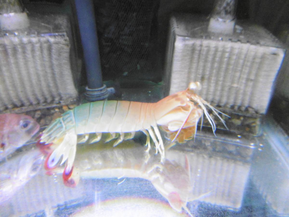 ハナシャコ1匹(発送日9/9限定) | モンハナシャコ 海水魚 ! 8-10cm± ひごペット