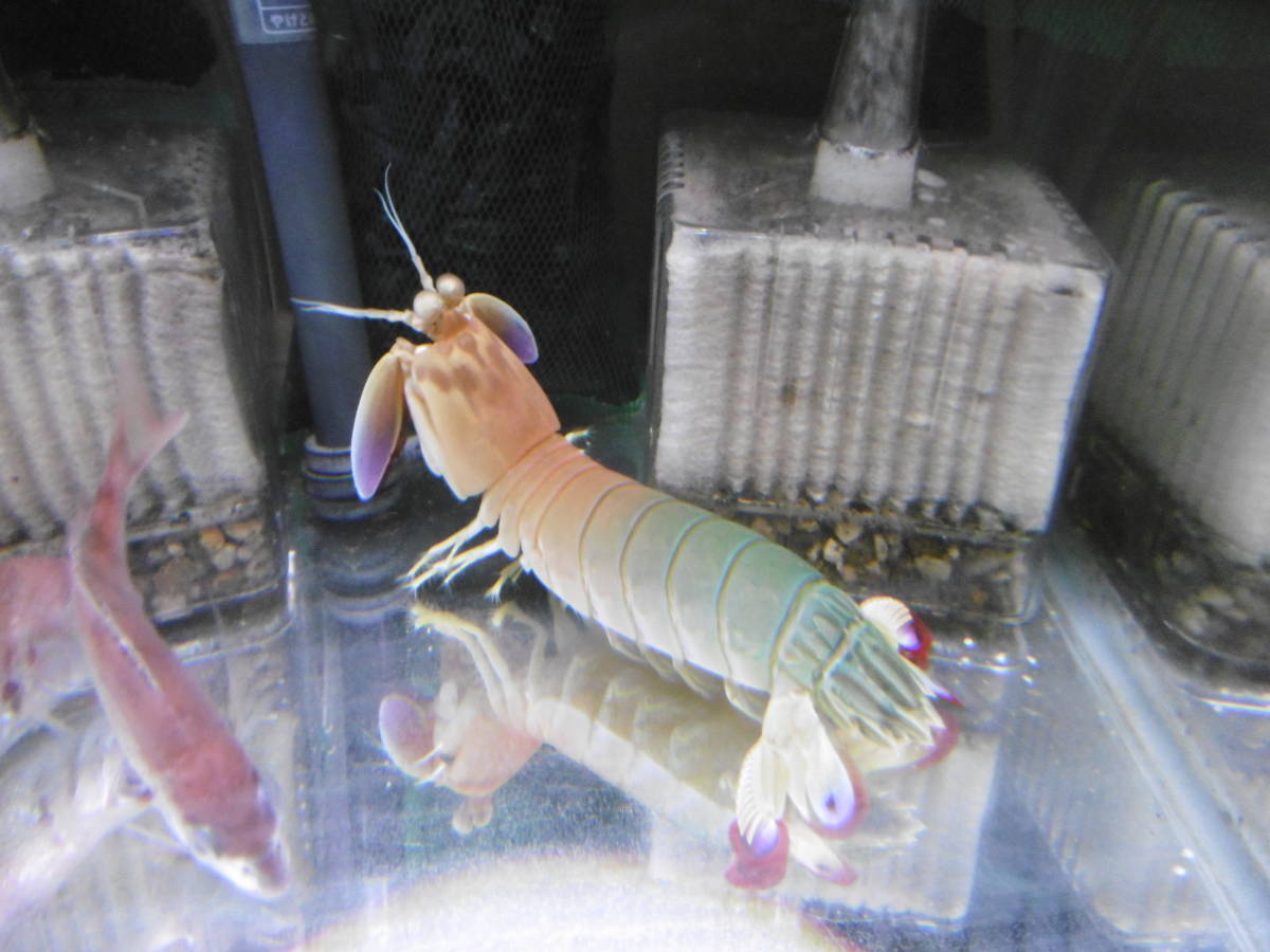 ハナシャコ1匹(発送日9/9限定) | モンハナシャコ 海水魚 ! 8-10cm± ひごペット