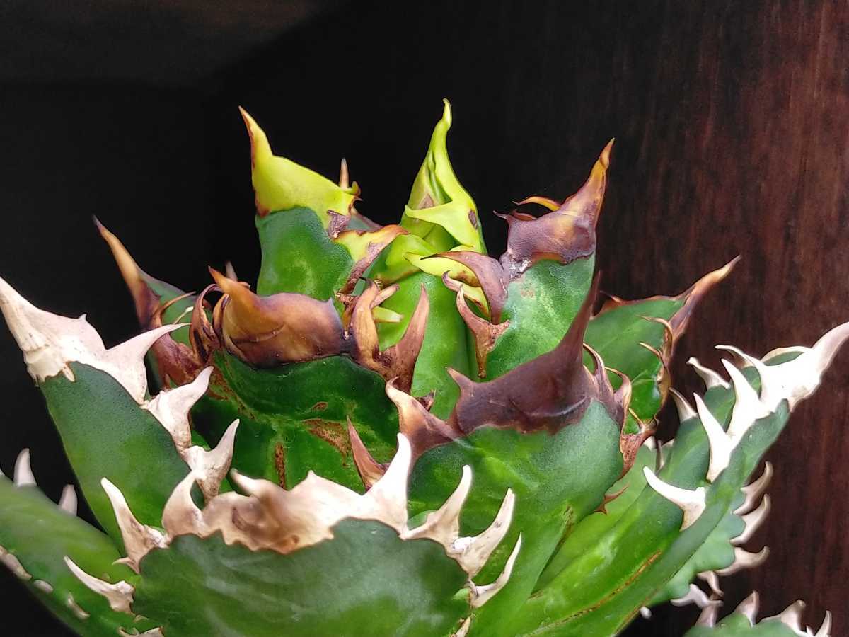 33.ペクチニフェラ 5苗 サボテン 多肉植物 pectinifera ユーベルマニア