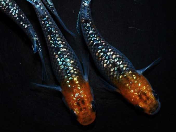 ラスト★オーロラ黄ラメより生まれた幼魚15匹+α(15-20mm程)★　めだか 