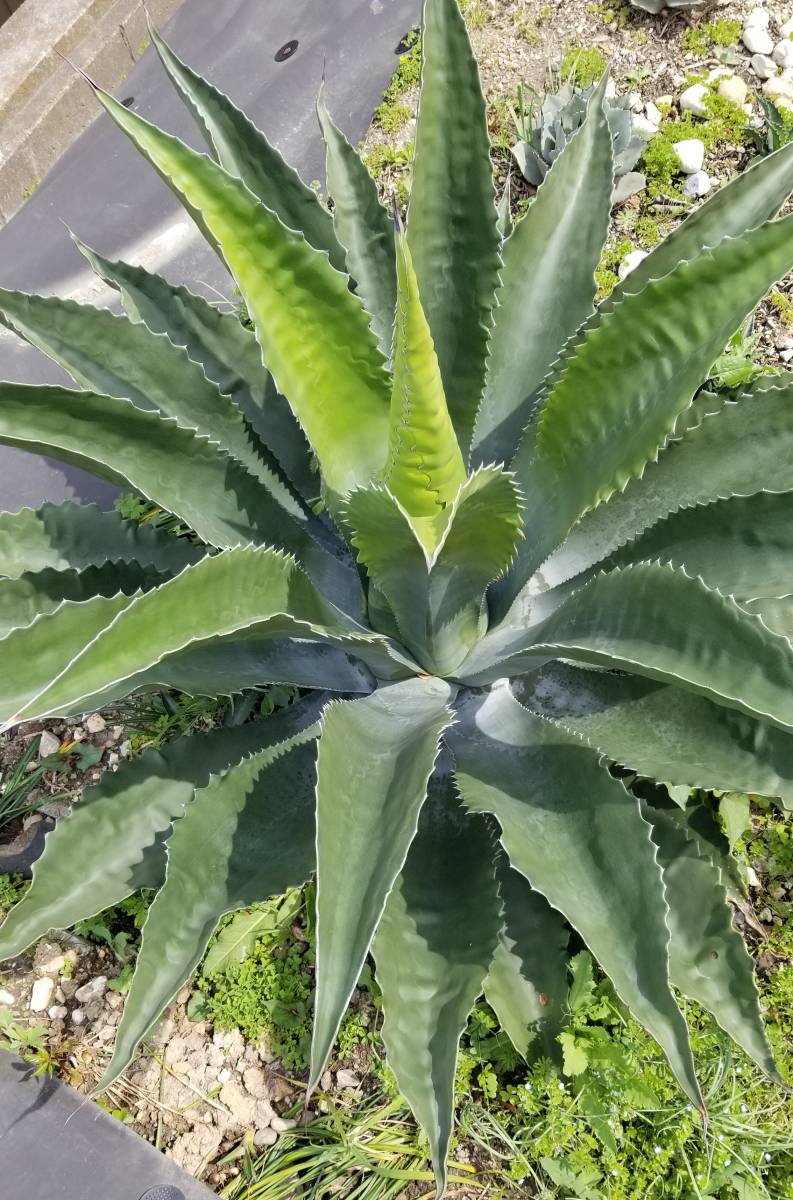 アガベ ローガンカルホーン フェロックス サルミアナ Agave 公式通販