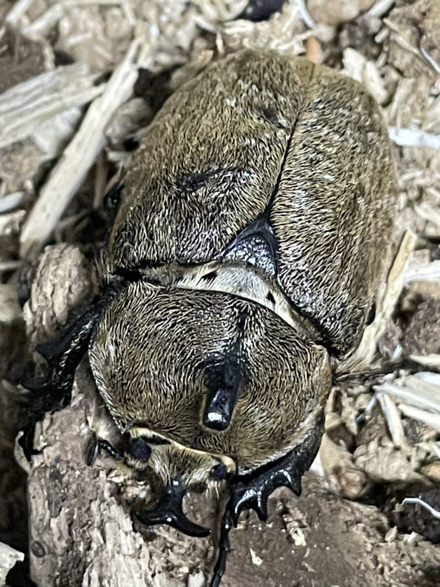 ヨルゲンセン　ヒメゾウカブト　ペア