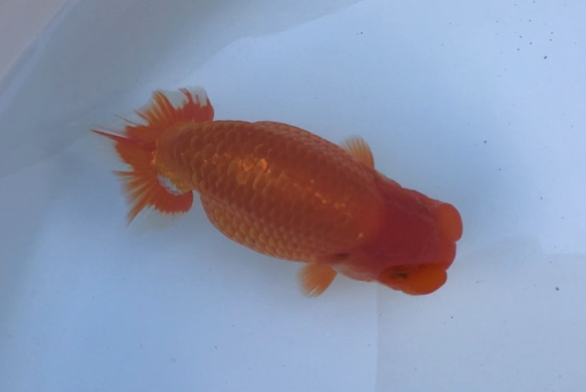 ●○《Ryu'sらんちゅう》当歳魚上種　極太雌　F　約１3.5ｃｍ○●_1