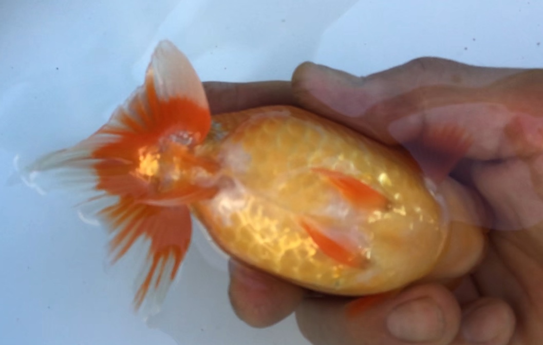 ●○《Ryu'sらんちゅう》当歳魚上種　極太雌　F　約１3.5ｃｍ○●_3