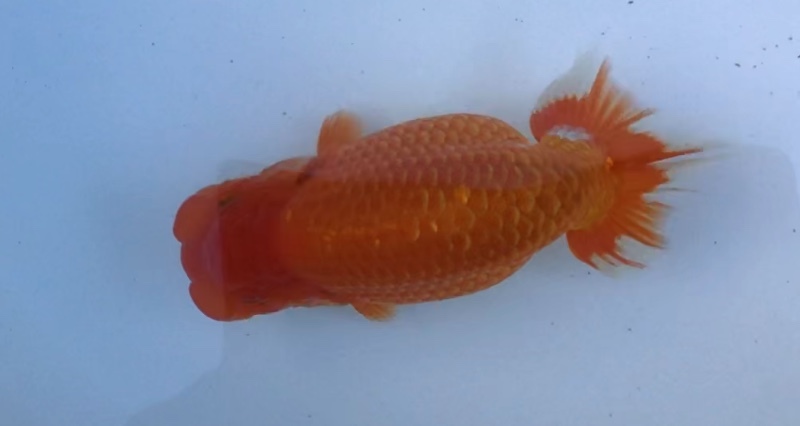 ●○《Ryu'sらんちゅう》当歳魚上種　極太雌　F　約１3.5ｃｍ○●_4