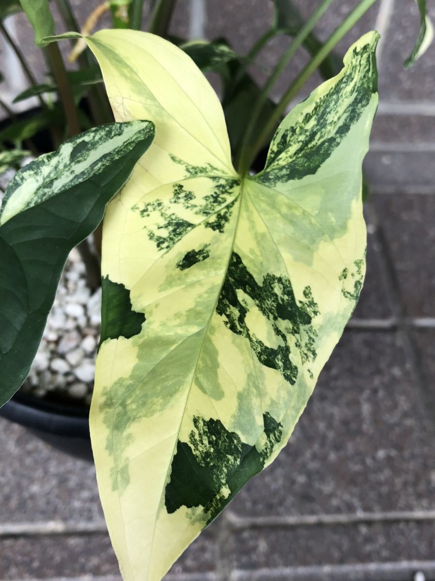 【最新作，爆買い】 ② 種 約6株 シンゴニウム ポドフィルム カリフォルニアゴールド syngonium Podphillum california gold 観葉植物 モンステラ 等(その他)｜売買されたオークション情報、yahooの商品情報をアーカイブ公 その他