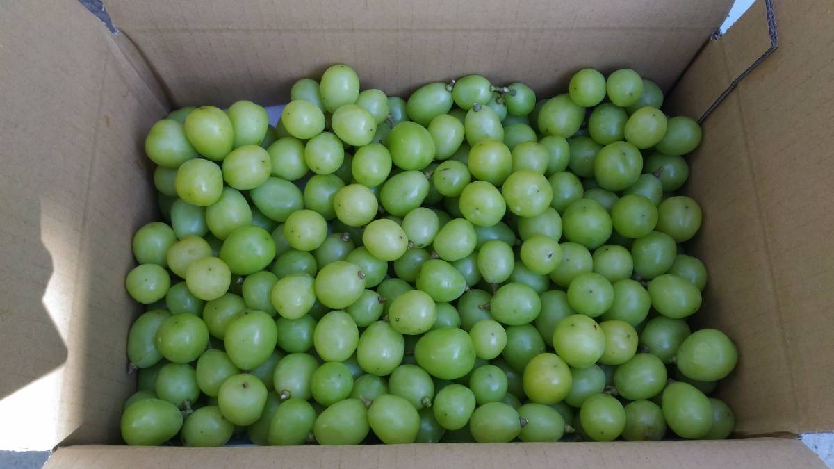 【即決】【訳あり・つぶ粒】　シャインマスカット３ｋｇ　【ぶどう王国　山梨より】　【新鮮！鮮度抜群】927