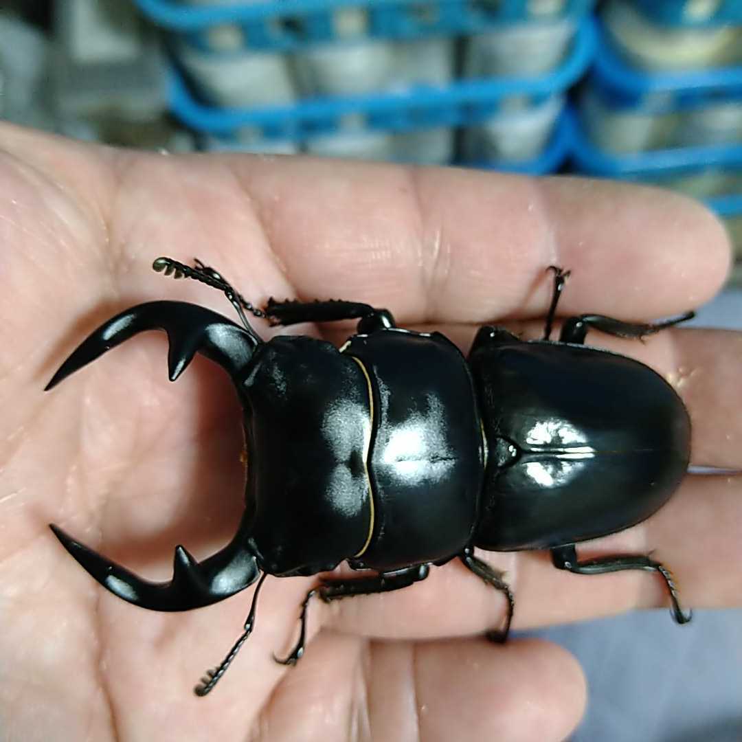 昆虫用品 グランディスオオクワガタ 84mm ペア 標本