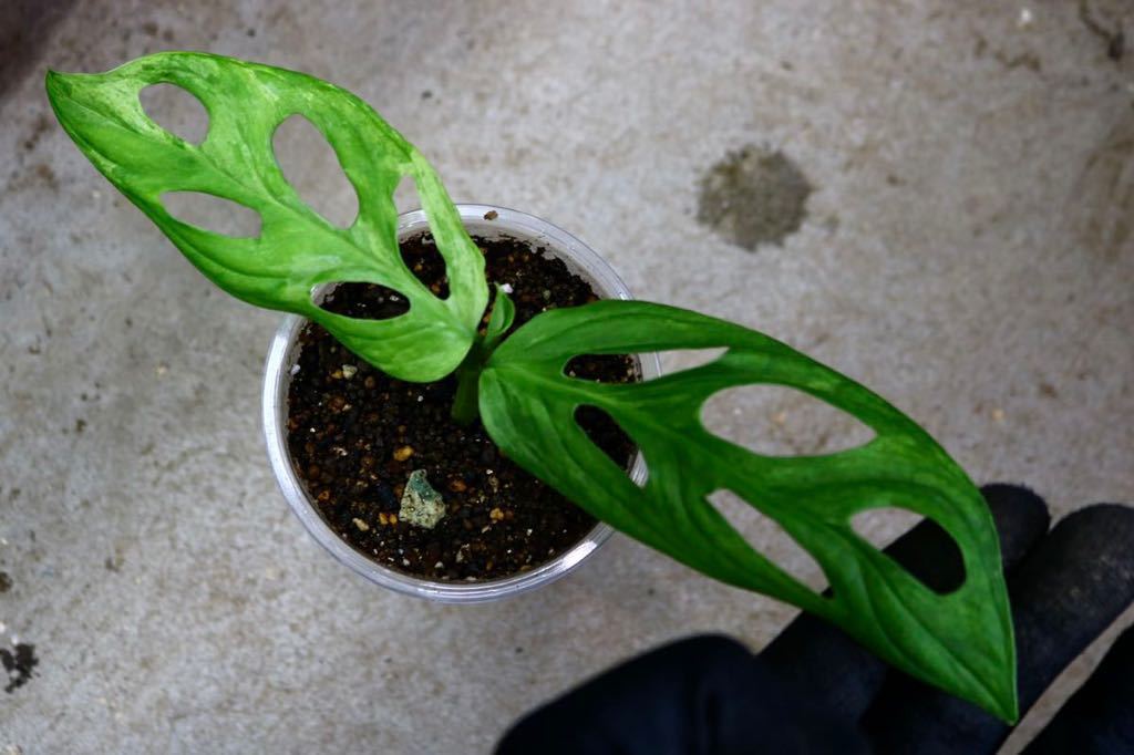 No Mh014 Tgk 00 マドカズラ極斑入り モンステラ アダンソニー ミント Monstera Adansonii Mint 発根済 モンステラ 売買されたオークション情報 Yahooの商品情報をアーカイブ公開 オークファン Aucfan Com