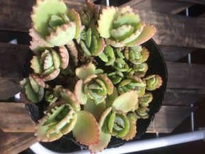 子宝草のヤフオク の相場 価格を見る ヤフオク の子宝草のオークション売買情報は27件が掲載されています