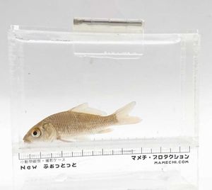 野鯉のヤフオク の相場 価格を見る ヤフオク の野鯉のオークション売買情報は8件が掲載されています