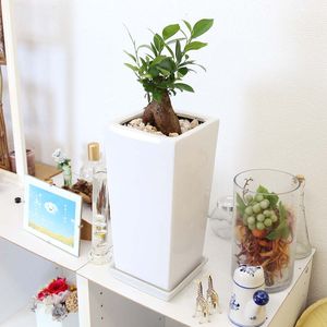 ガジュマルのヤフオク の相場 価格を見る ヤフオク のガジュマルのオークション売買情報は113件が掲載されています