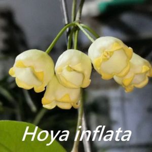 ホヤ 植物のヤフオク の相場 価格を見る ヤフオク のホヤ 植物のオークション売買情報は99件が掲載されています