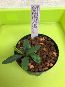 ブセファランドラ カユラピスのヤフオク の相場 価格を見る ヤフオク のブセファランドラ カユラピスのオークション売買情報は16件が掲載されています