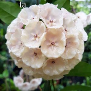 ホヤ 植物のヤフオク の相場 価格を見る ヤフオク のホヤ 植物のオークション売買情報は99件が掲載されています