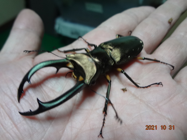 パラワンヒラタ ♂102.2♀49 良血統 | パラワンオオヒラタクワガタ