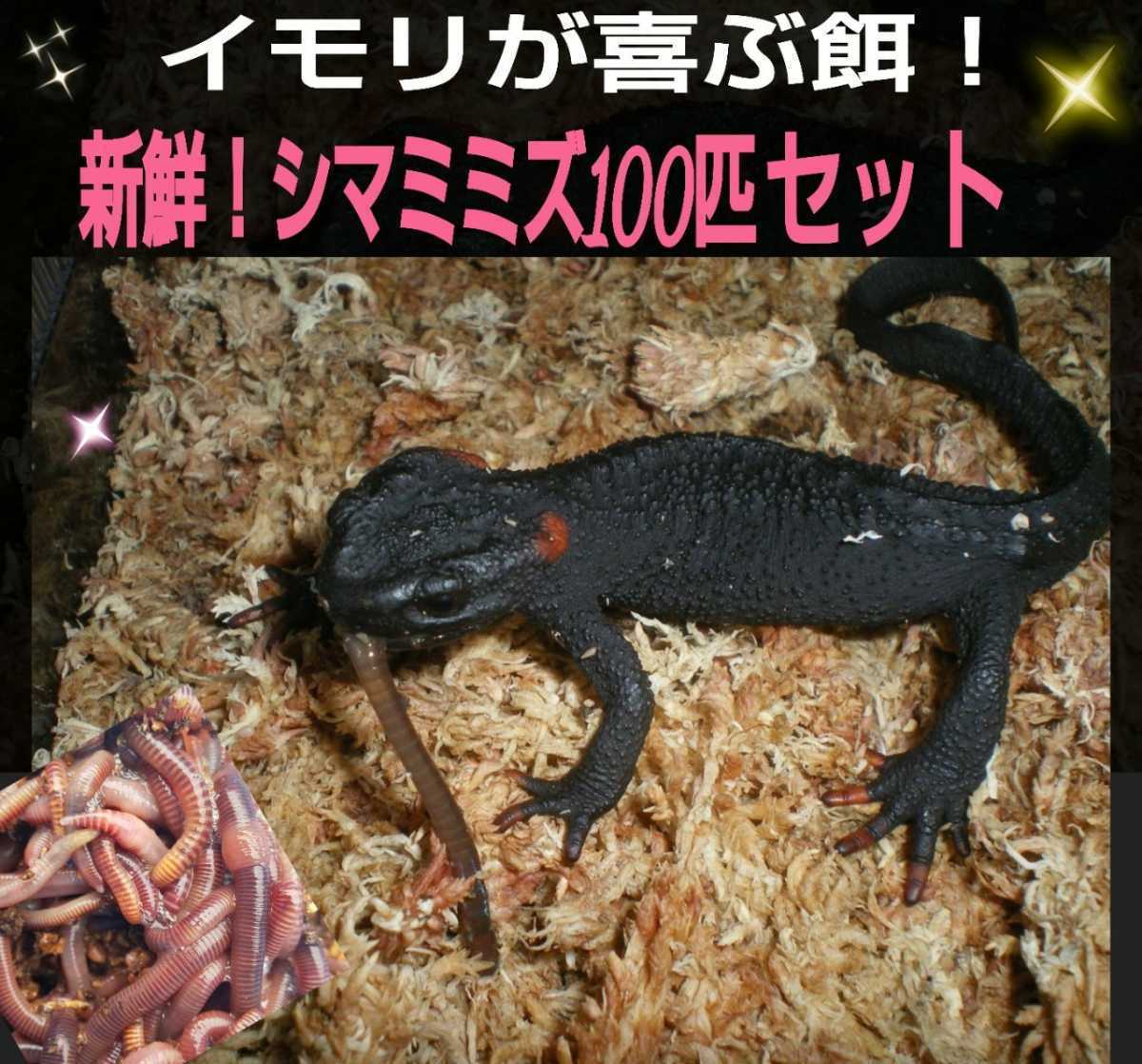 カエルの餌に 新鮮 採れたて直送 シマミミズ100匹セット 栄養満点 良く食べます 爬虫類の餌 亀の餌 観賞魚の餌 釣りの餌にも カエル 売買されたオークション情報 Yahooの商品情報をアーカイブ公開 オークファン Aucfan Com