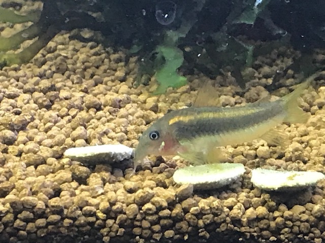 コリドラス イルミネータスゴールド 仲良し３匹セット 淡水魚 売買されたオークション情報 Yahooの商品情報をアーカイブ公開 オークファン Aucfan Com