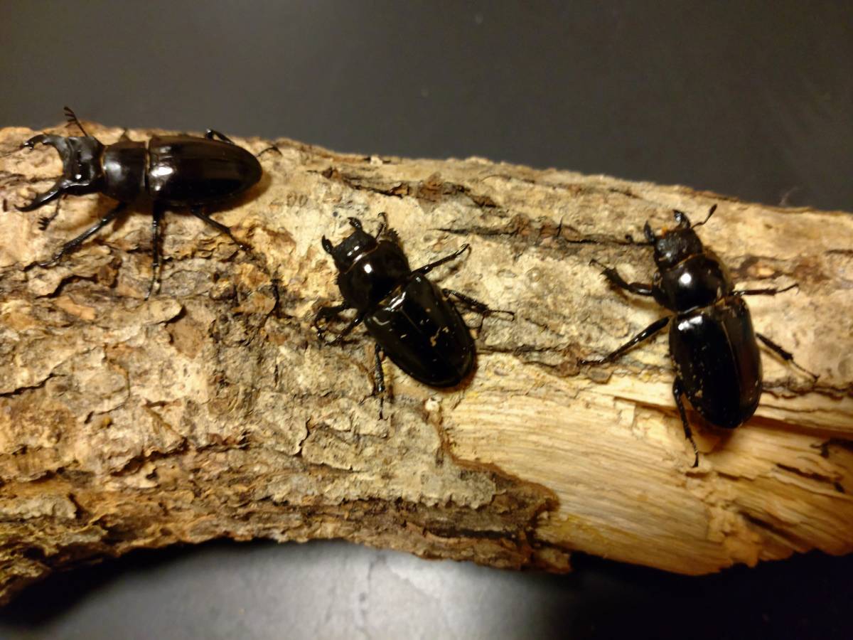 ミクラミヤマ ♂34 ♀28 ♀27 トリオ ミクラミヤマクワガタ