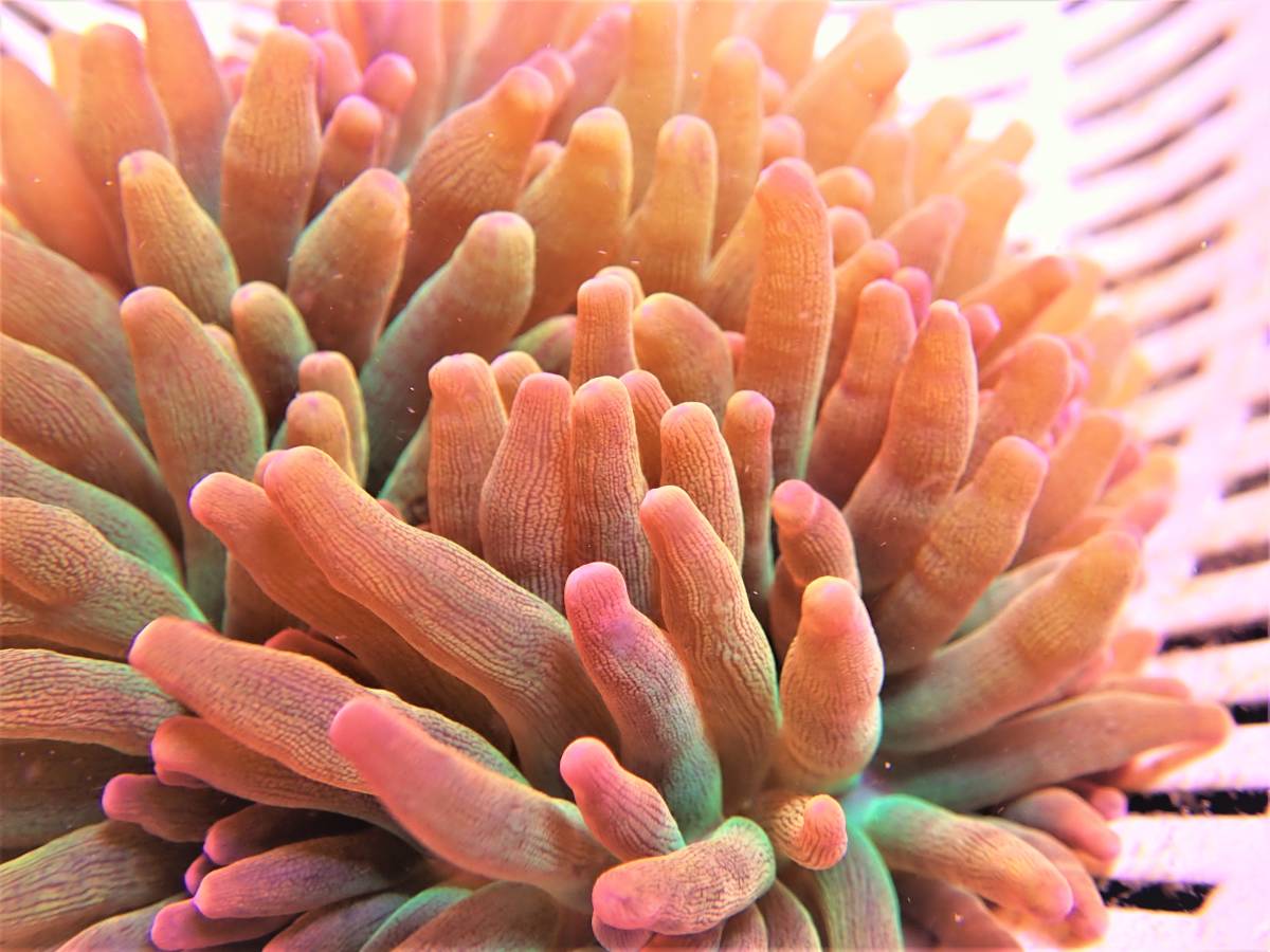 Coral Sea Japan サンゴイソギンチャク レッドグリーン V 海水魚 売買されたオークション情報 Yahooの商品情報をアーカイブ公開 オークファン Aucfan Com