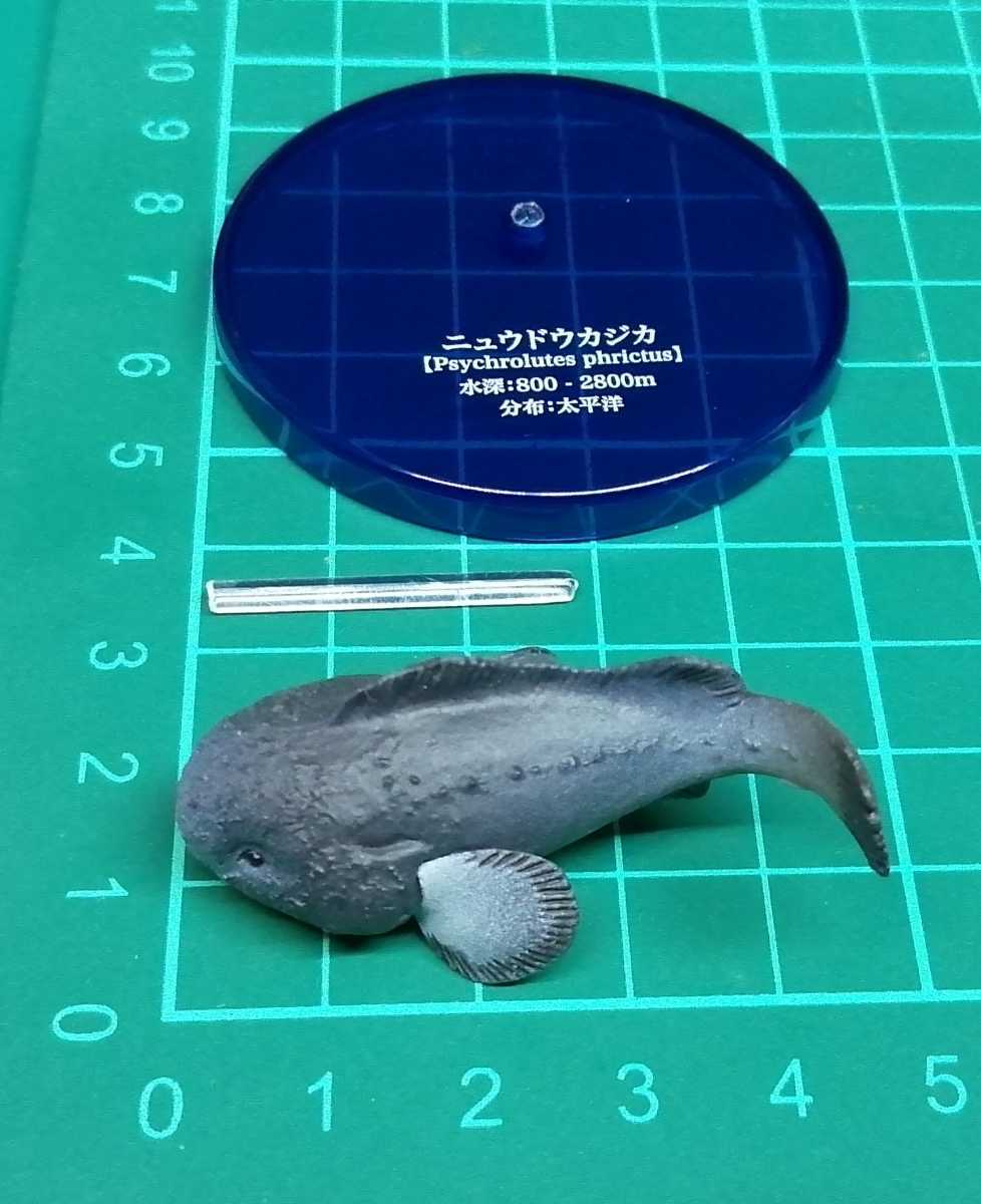 ニュウドウカジカ 不思議生物大百科 深淵の放浪者 深海魚 フィギュア 正規の支柱欠品 生き物 売買されたオークション情報 Yahooの商品情報をアーカイブ公開 オークファン Aucfan Com