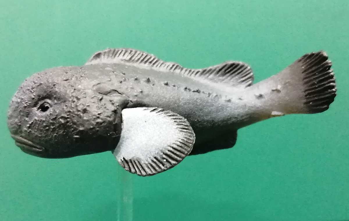 ニュウドウカジカ 不思議生物大百科 深淵の放浪者 深海魚 フィギュア 正規の支柱欠品 生き物 売買されたオークション情報 Yahooの商品情報をアーカイブ公開 オークファン Aucfan Com