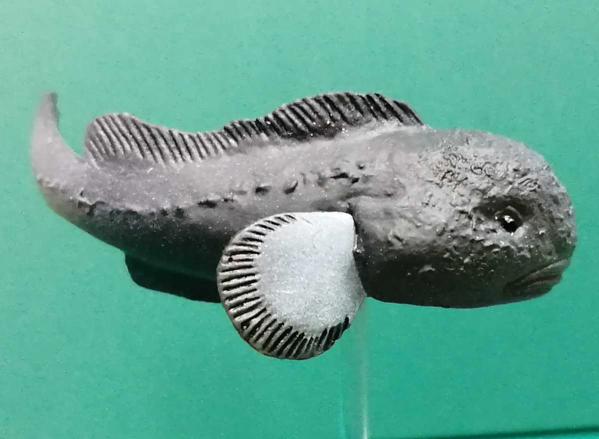 ニュウドウカジカ 不思議生物大百科 深淵の放浪者 深海魚 フィギュア 正規の支柱欠品 生き物 売買されたオークション情報 Yahooの商品情報をアーカイブ公開 オークファン Aucfan Com