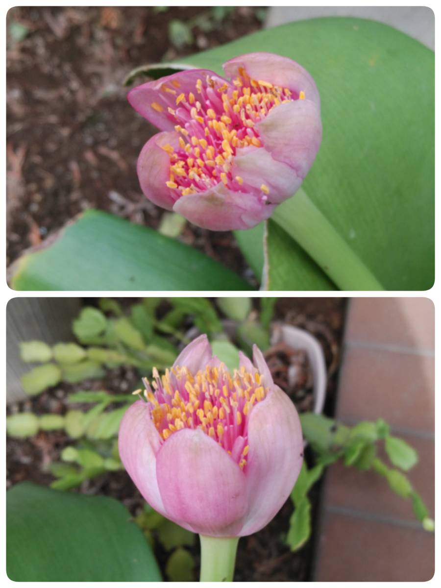 ハエマンサス　ピング花　(大株) 桃花 マユハケオモト ハエマンサス ピンク 大株 割株
