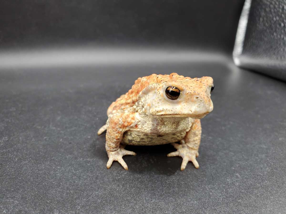 12 ミヤコヒキガエル 7 5cm 模様の可愛いメス 大東島産 カエル 売買されたオークション情報 Yahooの商品情報をアーカイブ公開 オークファン Aucfan Com 12 ミヤコヒキガエル 7 5cm 模様の可愛いメス 大東島産 カエル 売買されたオークション情報 Yahooの商品情報をアーカイブ公開 オークファン Aucfan Com