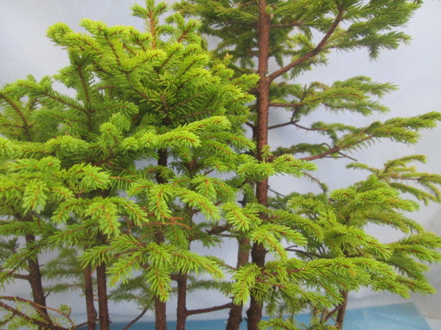 A9【エゾマツ 蝦夷松 寄せ植え】☆高山植物☆山野草☆盆栽☆(松)｜売買