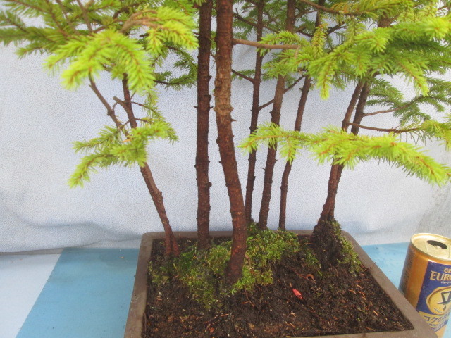 A9【エゾマツ 蝦夷松 寄せ植え】☆高山植物☆山野草☆盆栽☆(松)｜売買