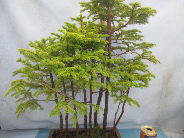 A9【エゾマツ 蝦夷松 寄せ植え】☆高山植物☆山野草☆盆栽☆(松)｜売買