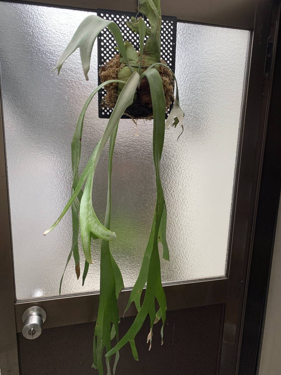 P. willinckii wild Cianjur ウィリンキー ビカクシダ コウモリラン
