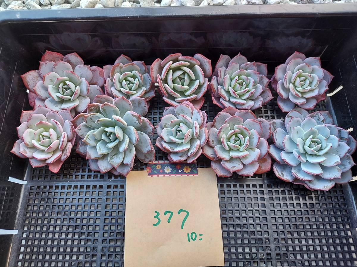 韓国多肉植物 韓国苗 エケベリア Echeveria 115-377ラウィ×ラウレンシス10個 (岡山在庫)★(11/18岡山発送)