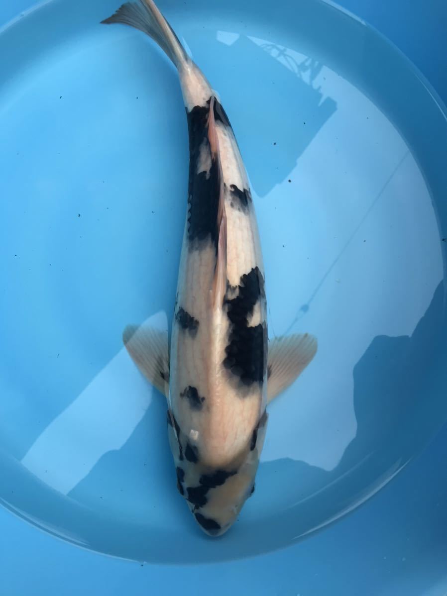 【動作確認済み】NIKKOR Z DX 16-50mm f/3.5-6.3 VR 1円～Nikon ニコン DX VR AF-S NIKKOR 18-300mm 1:3.5-6.3G ED