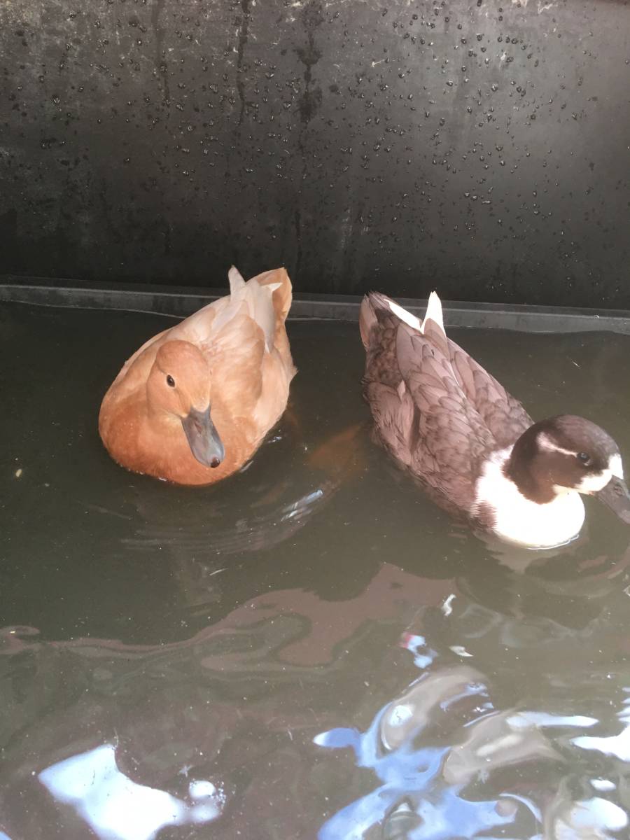 コールダックの卵　２個_1