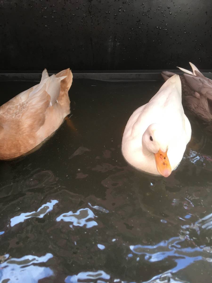 コールダックの卵　２個_2