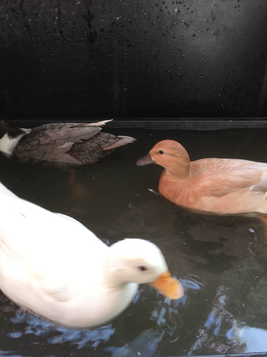 コールダックの卵　２個_3