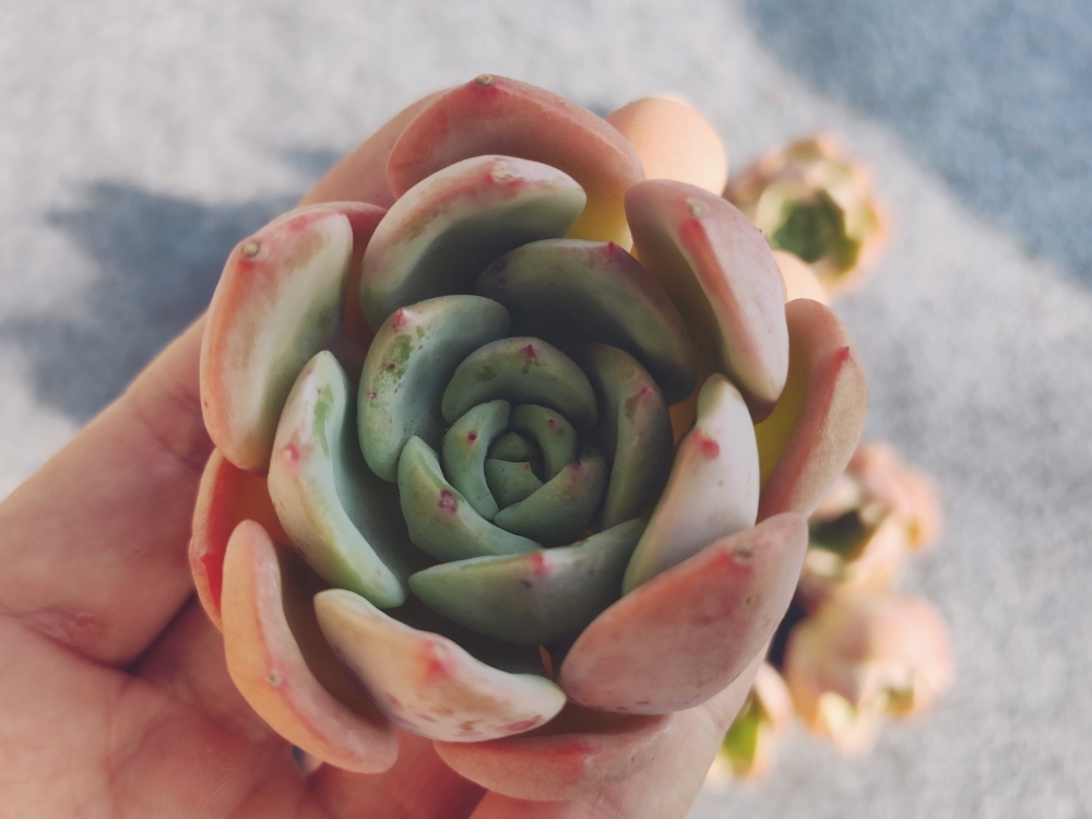 多肉植物 ハオルチア アトロフスカ錦 糊斑と極上斑 紅紋錦 双頭