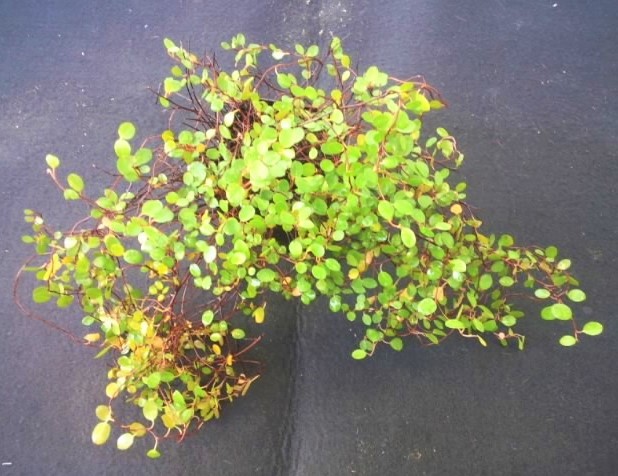 ワイヤープランツ 苗 観葉植物 花卉園芸 種 特売 セール クリスマス 棚卸品 観葉植物 売買されたオークション情報 Yahooの商品情報をアーカイブ公開 オークファン Aucfan Com