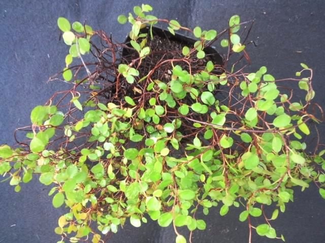 ワイヤープランツ 苗 観葉植物 花卉園芸 種 特売 セール クリスマス 棚卸品 観葉植物 売買されたオークション情報 Yahooの商品情報をアーカイブ公開 オークファン Aucfan Com