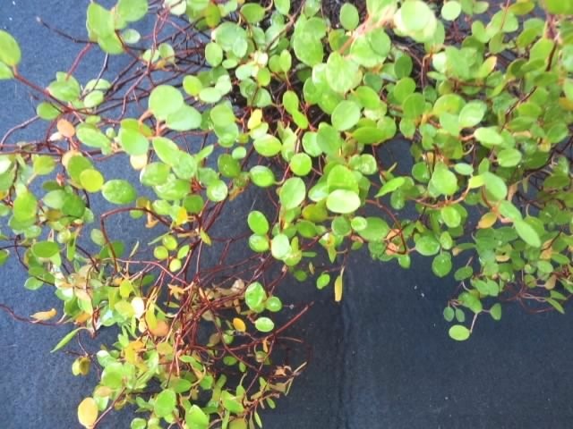 ワイヤープランツ 苗 観葉植物 花卉園芸 種 特売 セール クリスマス 棚卸品 観葉植物 売買されたオークション情報 Yahooの商品情報をアーカイブ公開 オークファン Aucfan Com