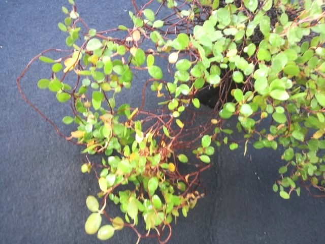 ワイヤープランツ 苗 観葉植物 花卉園芸 種 特売 セール クリスマス 棚卸品 観葉植物 売買されたオークション情報 Yahooの商品情報をアーカイブ公開 オークファン Aucfan Com