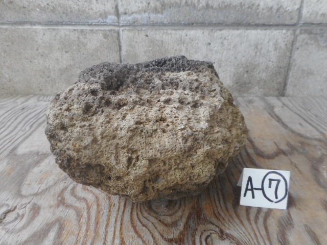 園芸用溶岩石 中 3１個 9cm 11 2 15 A アクアテラリウム ロックガーデン 石付け盆栽 通販