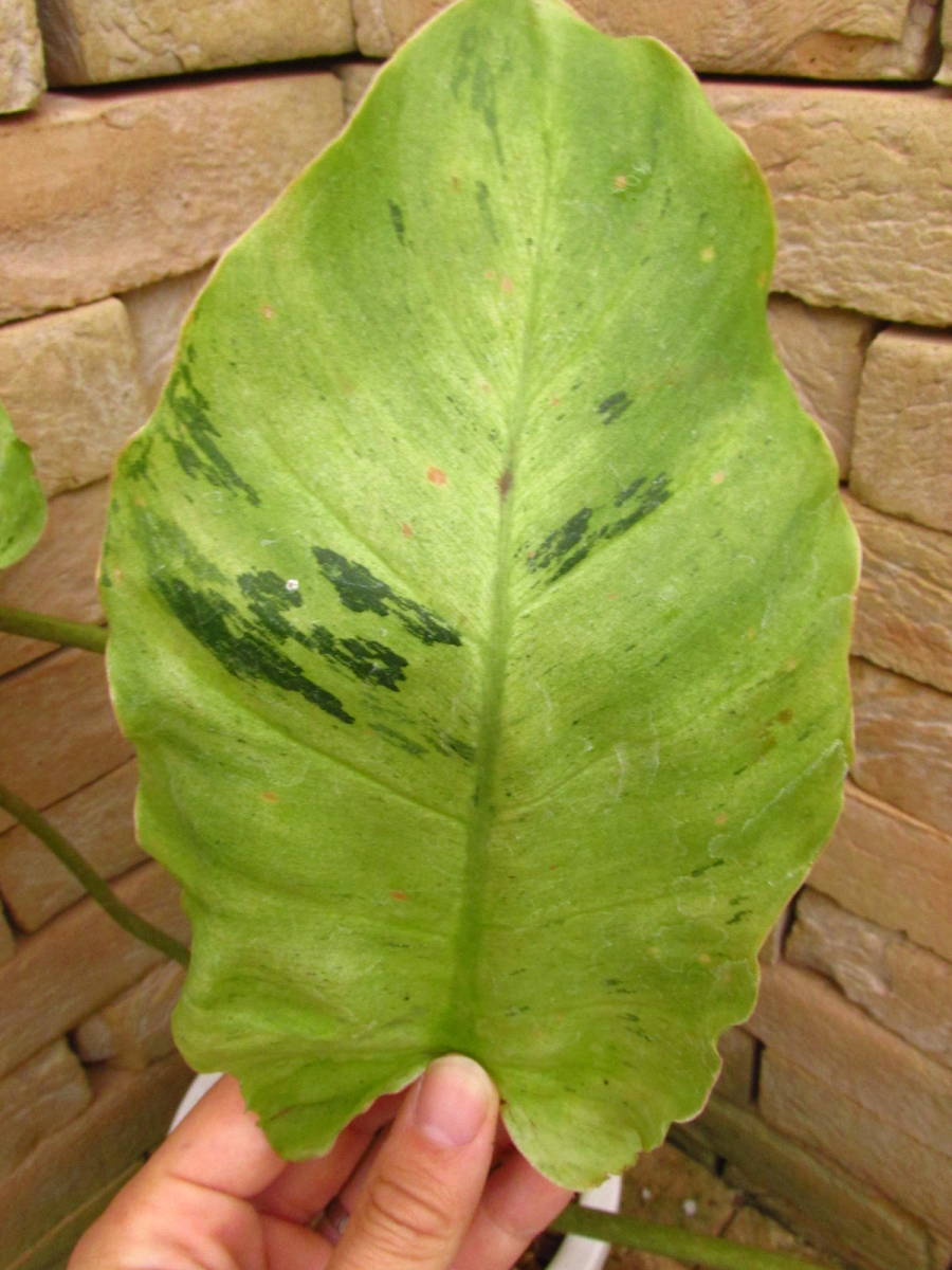 フィロデンドロンヘブンリードリーム philodendron Heavenly フィロデンドロン ヘブンリードリーム(Philodendron 