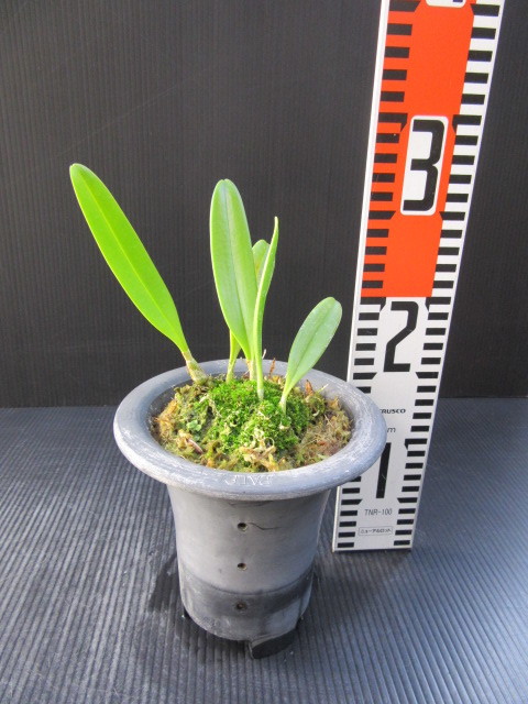 本物保証，限定セール 山野草 着生蘭 珍品 クスクスラン 特大葉株物(ラン)｜売買されたオークション情報、yahooの商品情報をアーカイブ公開 - オークファン ラン